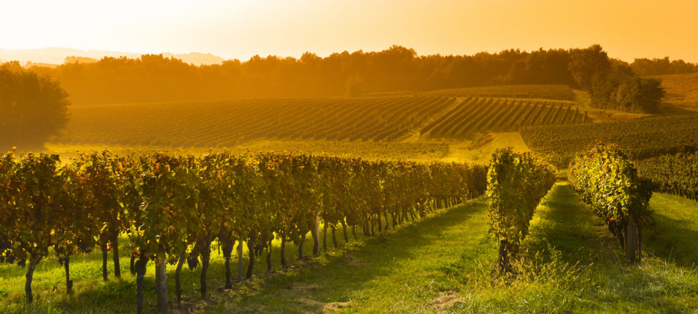 How to futureproof your vineyard with forward-thinking insurance products