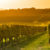 How to futureproof your vineyard with forward-thinking insurance products